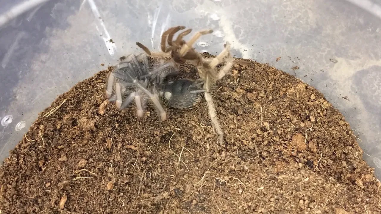 18010 feeding tarantula sling