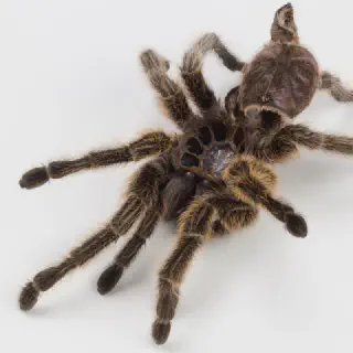 /img/18010-post-molt-tarantula.webp