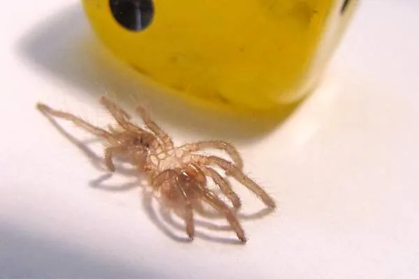 18010 pre molt tarantula