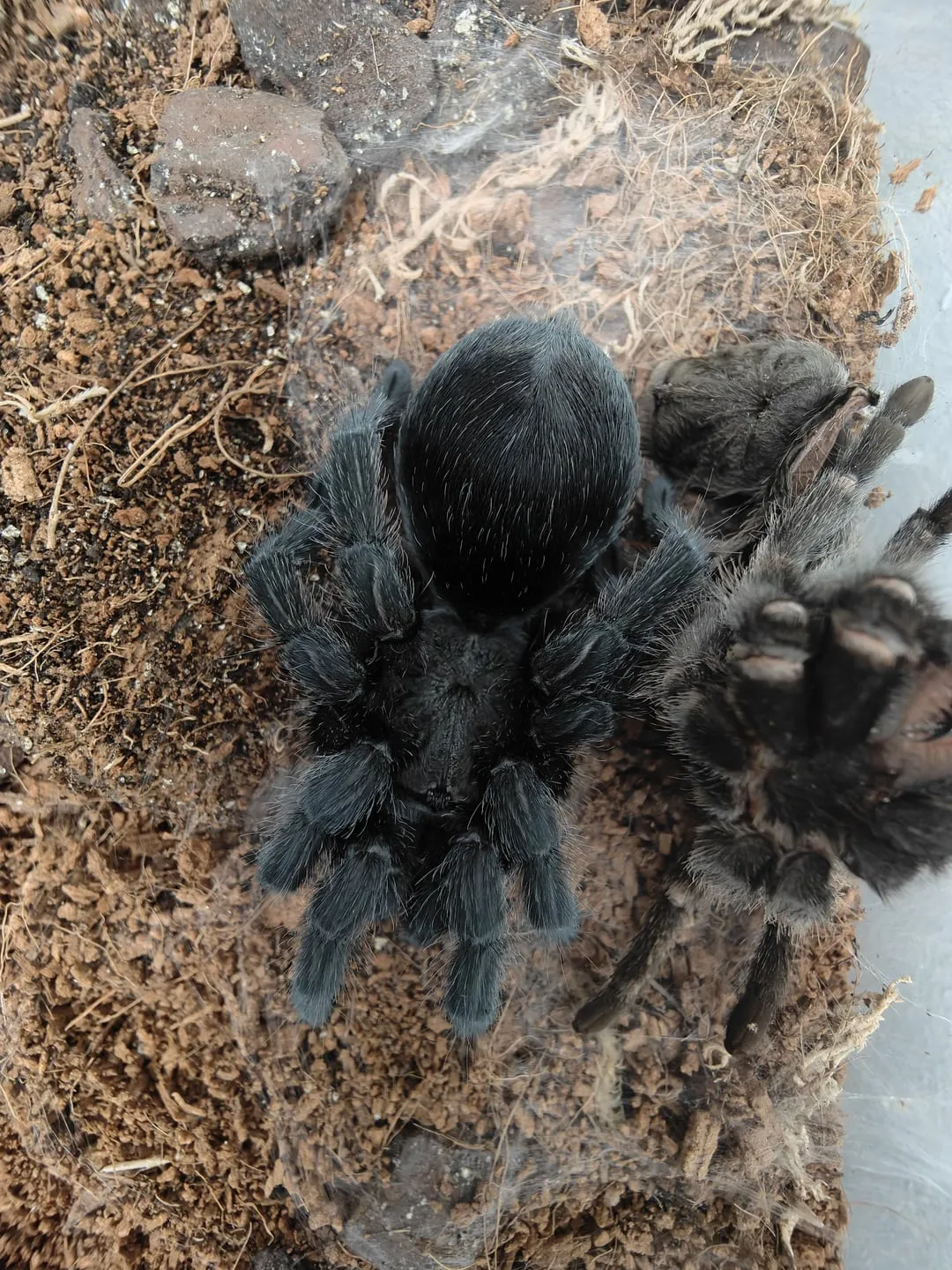 18010 tarantula humidity