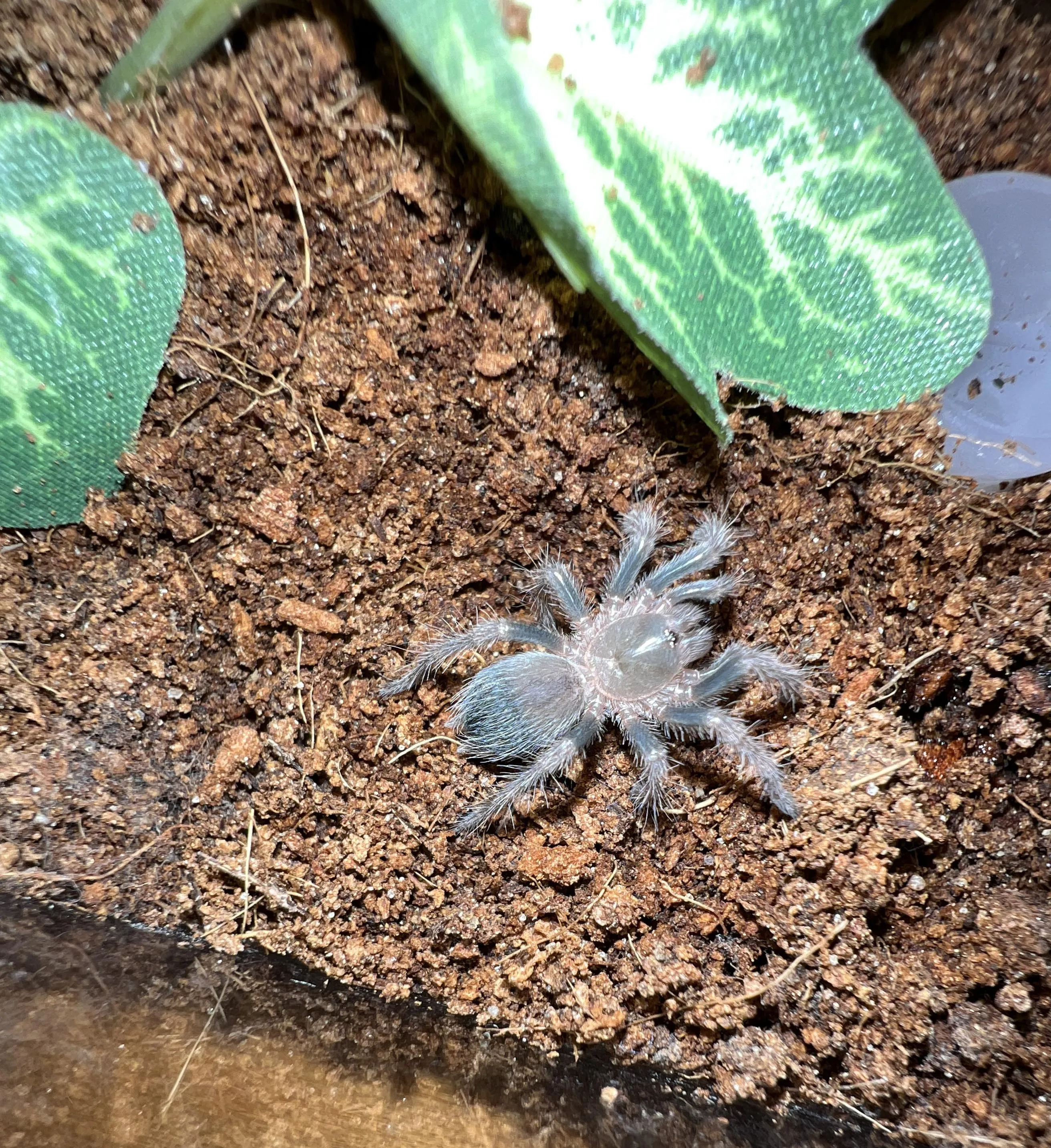 18010 tarantula molt process