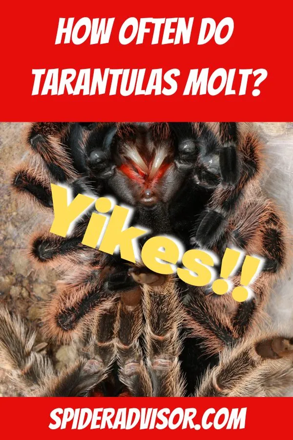 18010 tarantula sling age