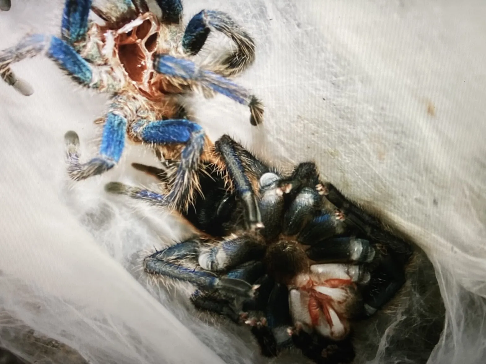 18010 tarantula sling molting