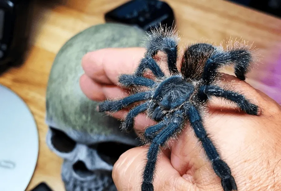 18012 dead pink toe tarantula close up
