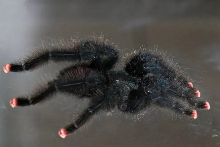 18012 pink toe tarantula eating