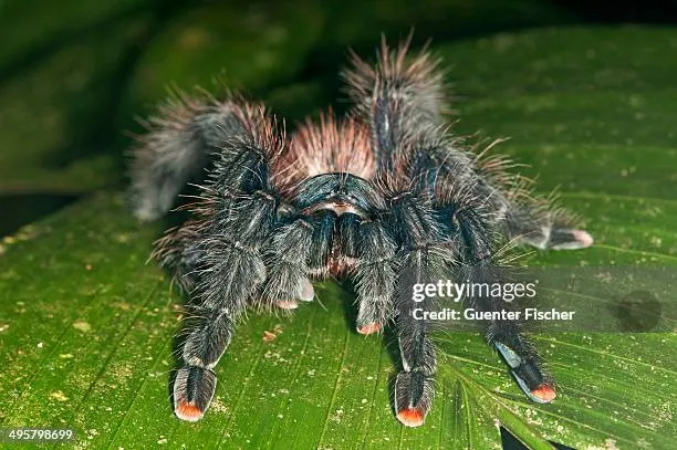18012 pink toe tarantula environment
