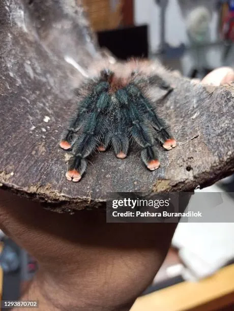 18012 pink toe tarantula handling