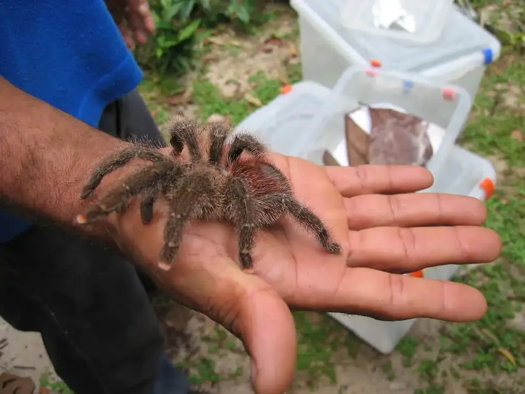18012 pink toe tarantula molting
