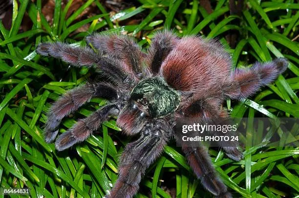 /img/18012-pink-toe-tarantula-vet.webp