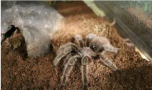18013 rose hair tarantula enclosure