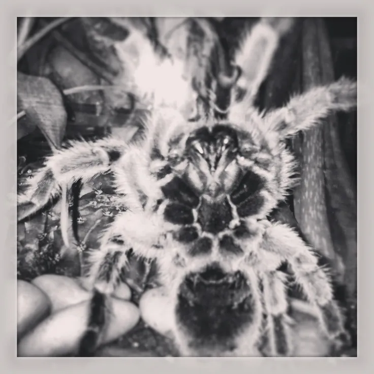 18013 rose hair tarantula habitat