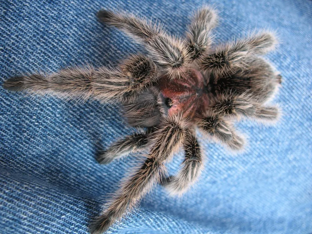 /img/18013-rose-hair-tarantula-health.webp