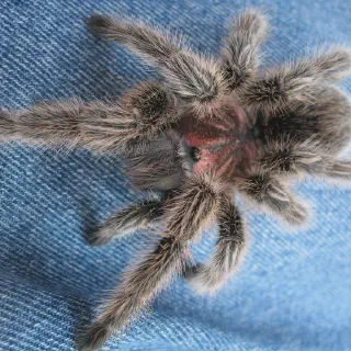 /img/18013-rose-hair-tarantula-health.webp
