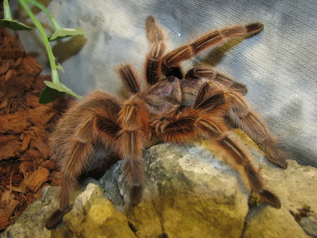 18013 rose hair tarantula molting