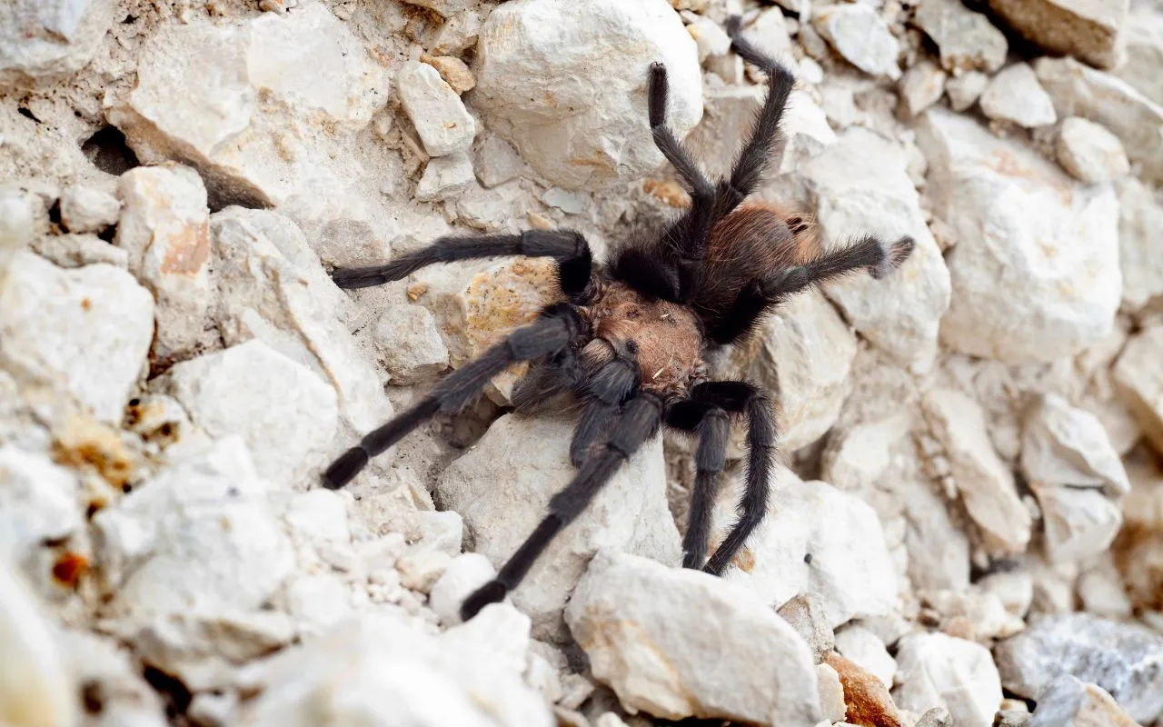 /img/18014-texas-tan-tarantula-handling.webp