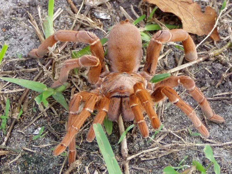 18015 handling tarantula