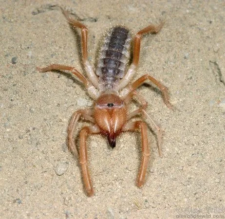 /img/18015-king-baboon-tarantula-molting.webp