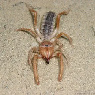 /img/18015-king-baboon-tarantula-molting.webp