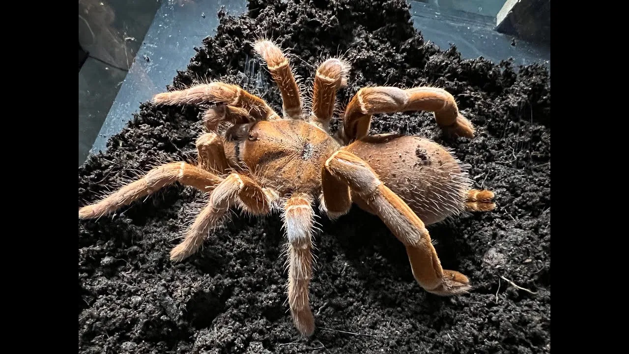 18015 tarantula enclosure