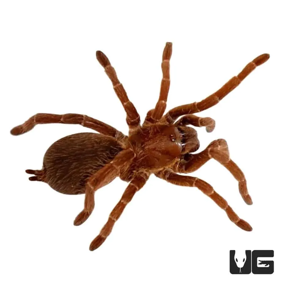 18015 tarantula health