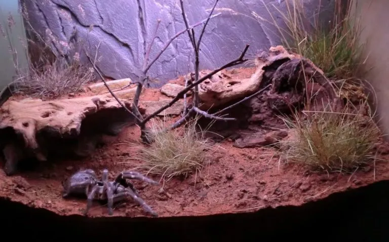 18016 tarantula enclosure overview