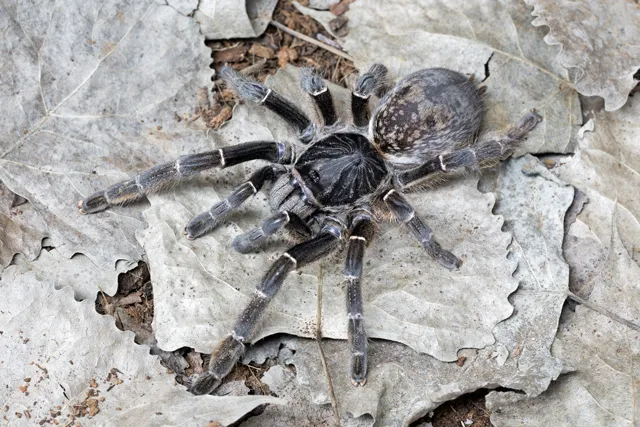 18017 meridionalis tarantula feeding