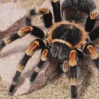 /img/18017-meridionalis-tarantula-happy.webp