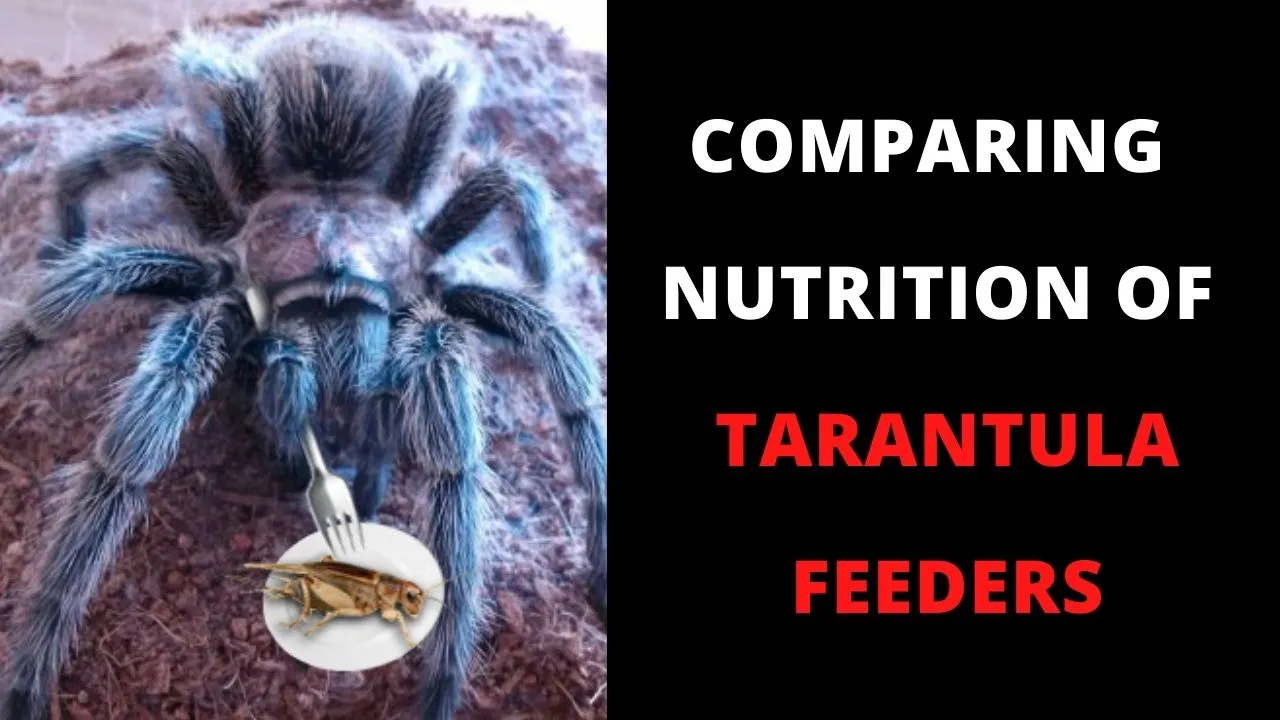 18018 crickets for tarantulas