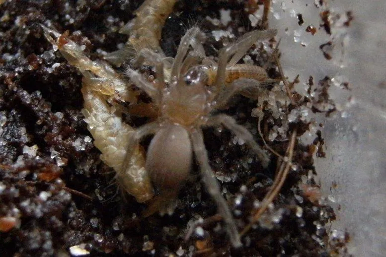 18018 tarantula species