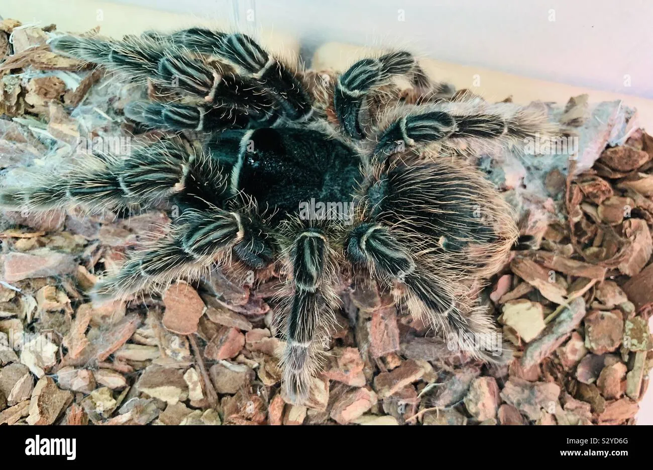 18020 tarantula in habitat