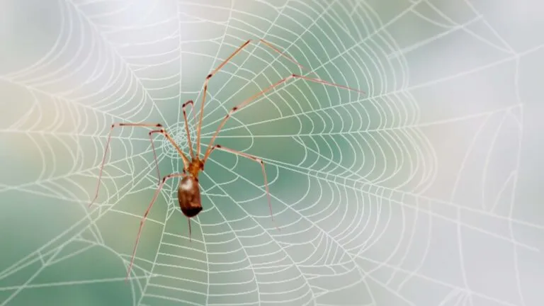 18022 daddy long legs habitat