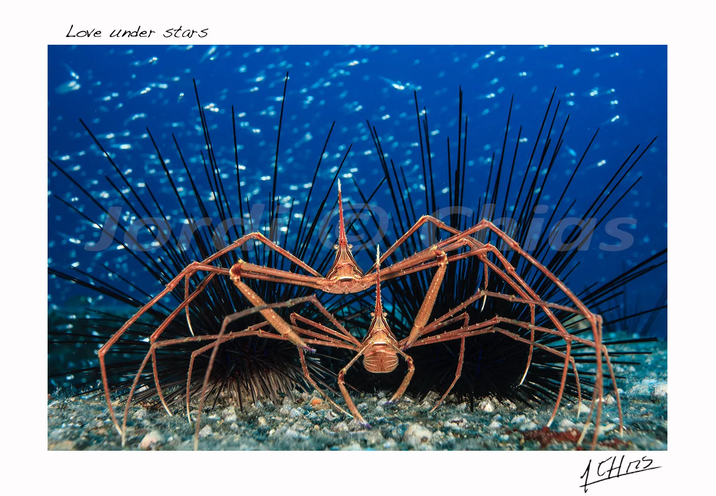 18022 daddy long legs size comparison