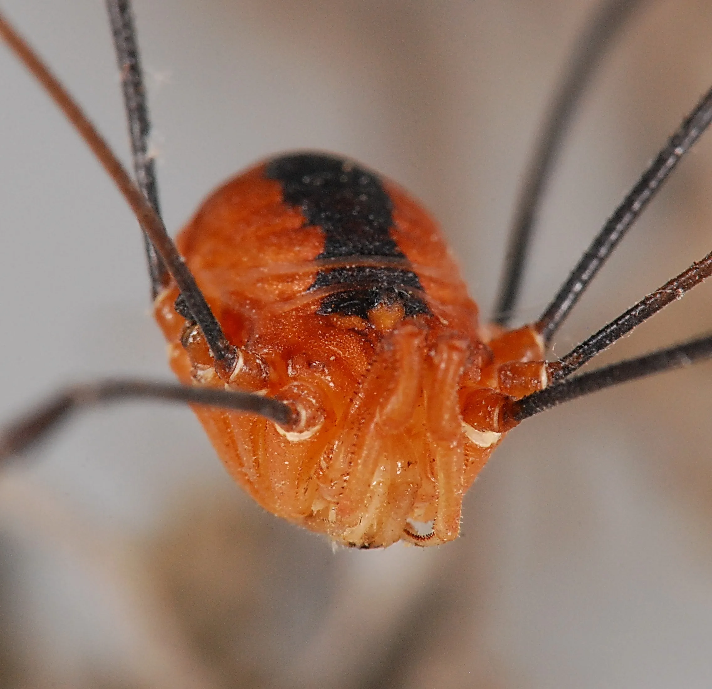 18022 daddy long legs venom