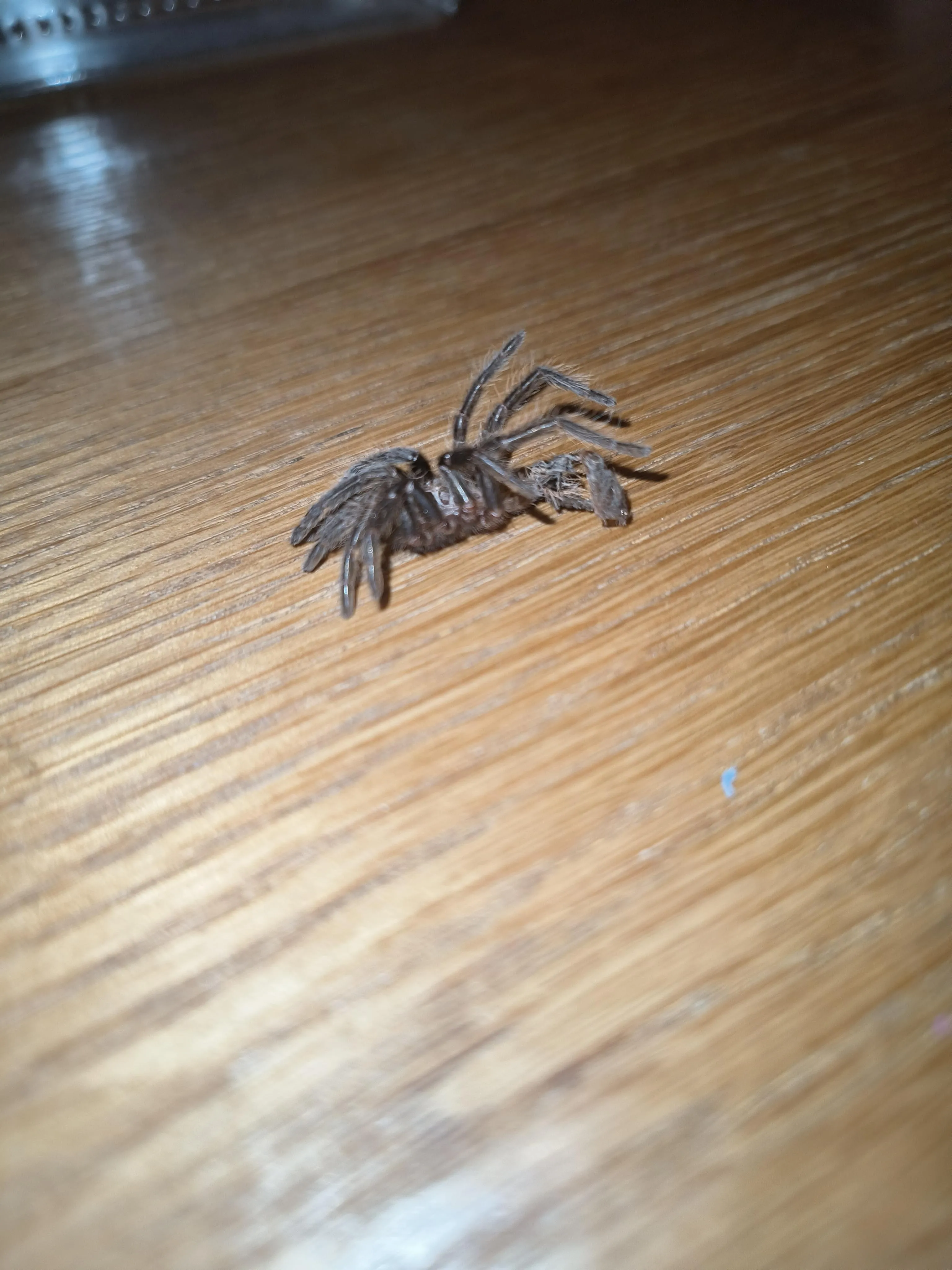 /img/18023-tarantula-environment.webp
