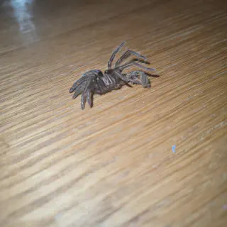 /img/18023-tarantula-environment.webp