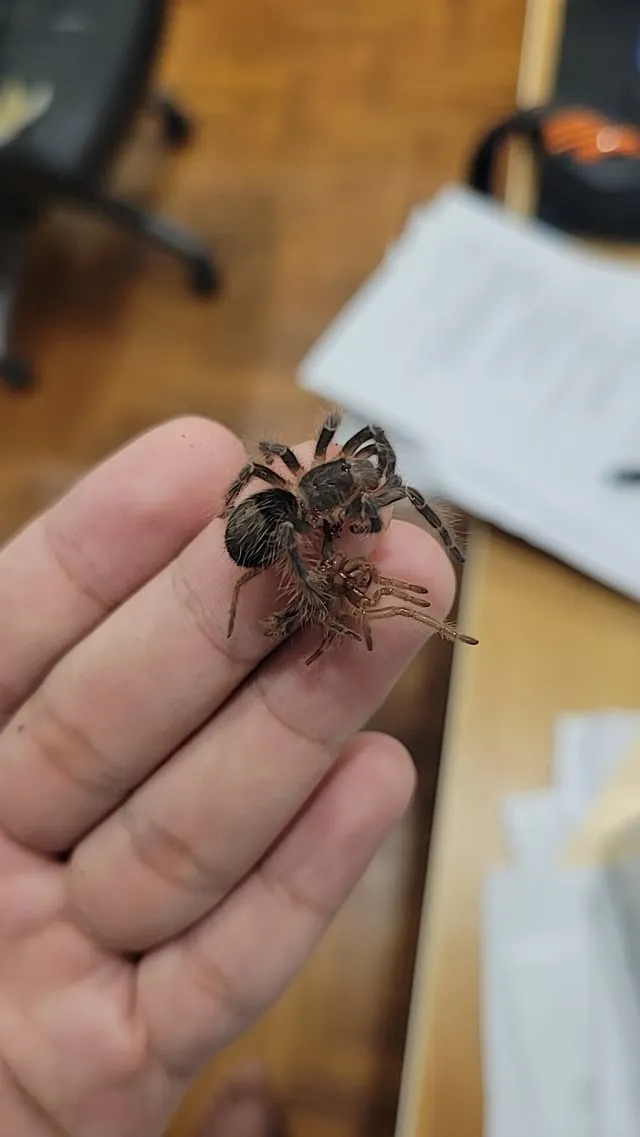 18023 tarantula feeding after molt