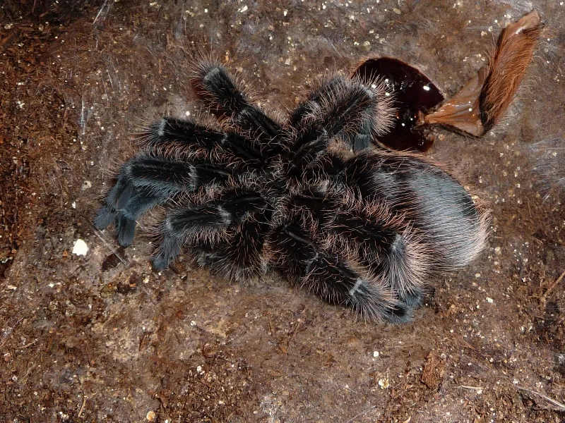 18023 tarantula molt exoskeleton