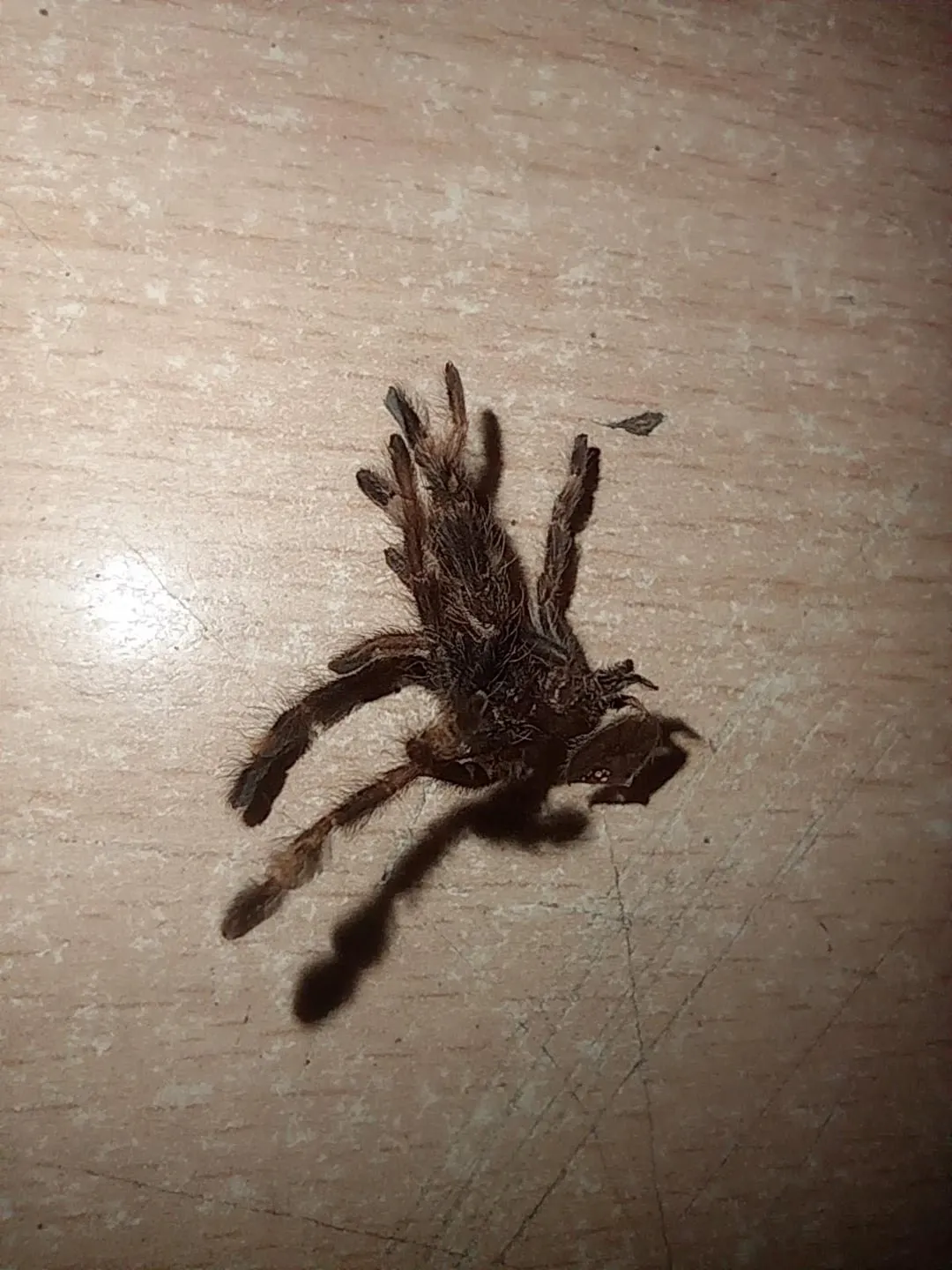 18023 tarantula pre molt behavior