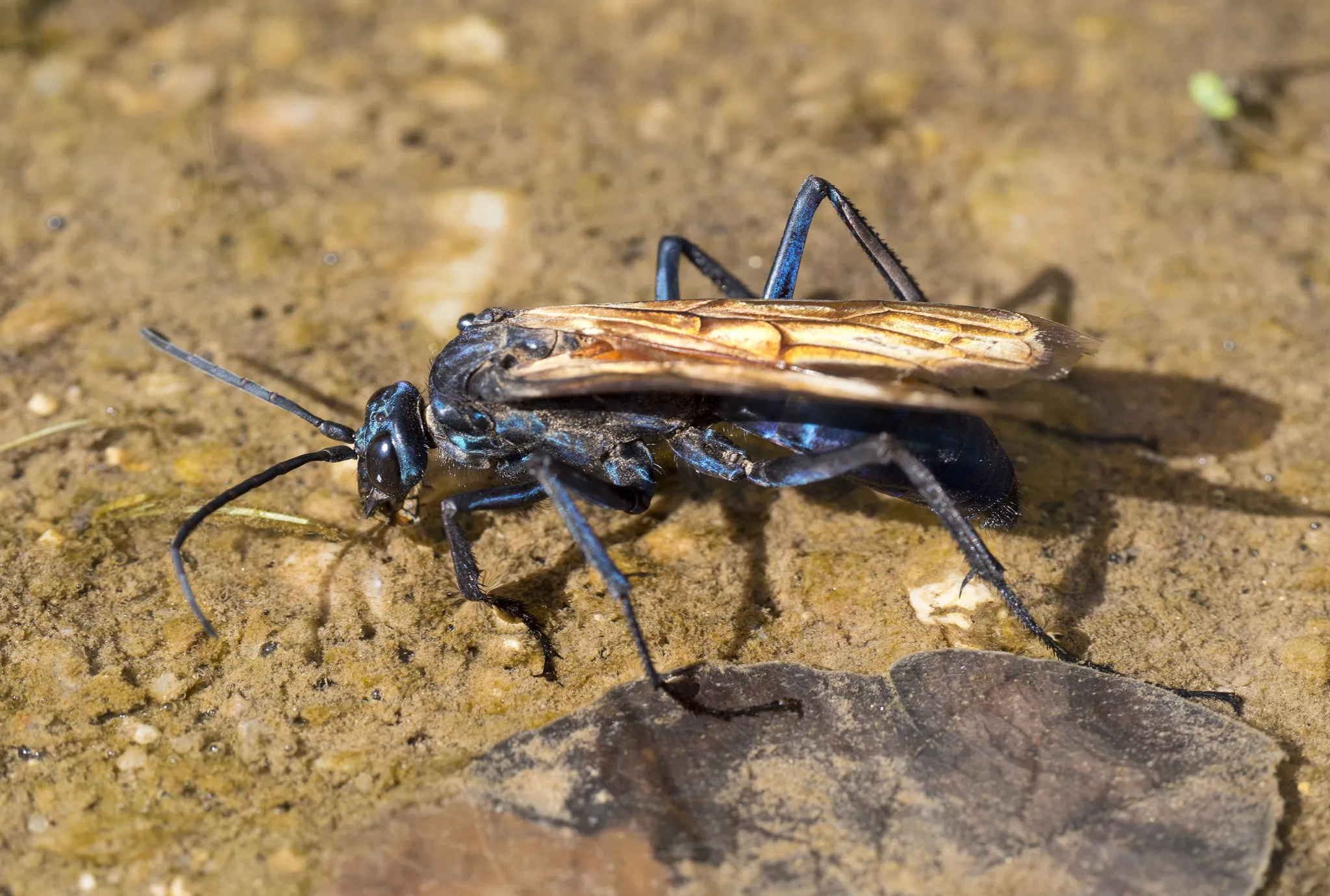 18024 tarantula hawk india behavior