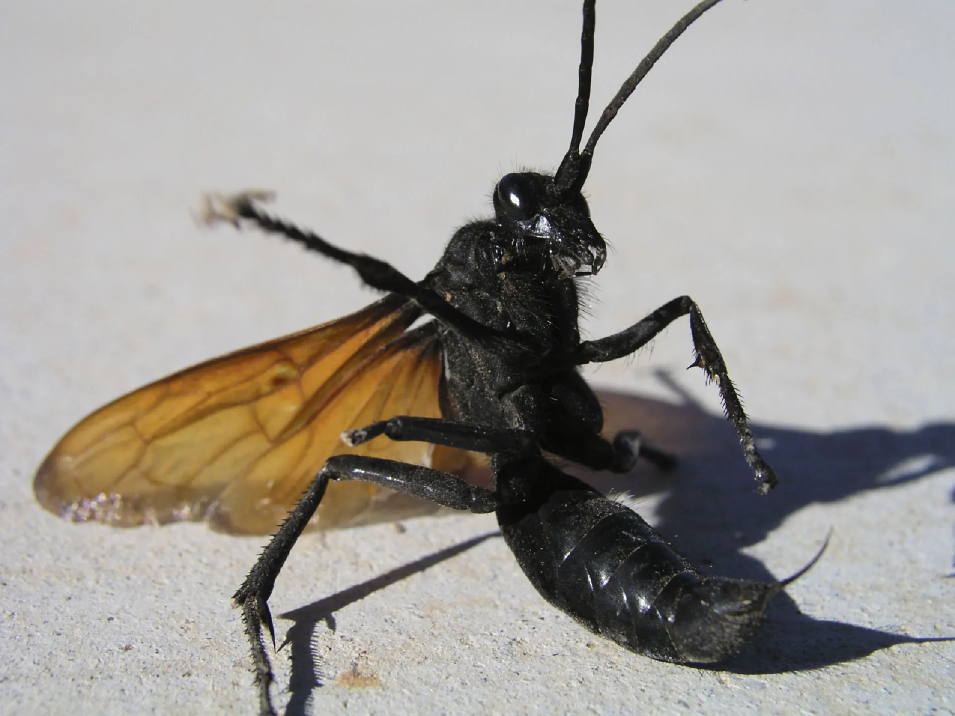 18024 tarantula hawk india conservation