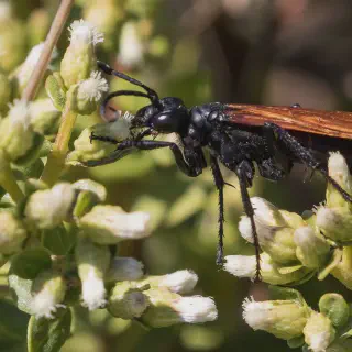 /img/18024-tarantula-hawk-india-mating.webp