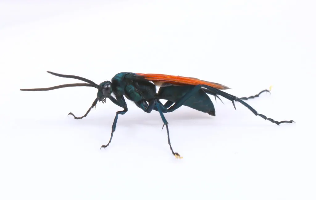 18024 tarantula hawk india sting