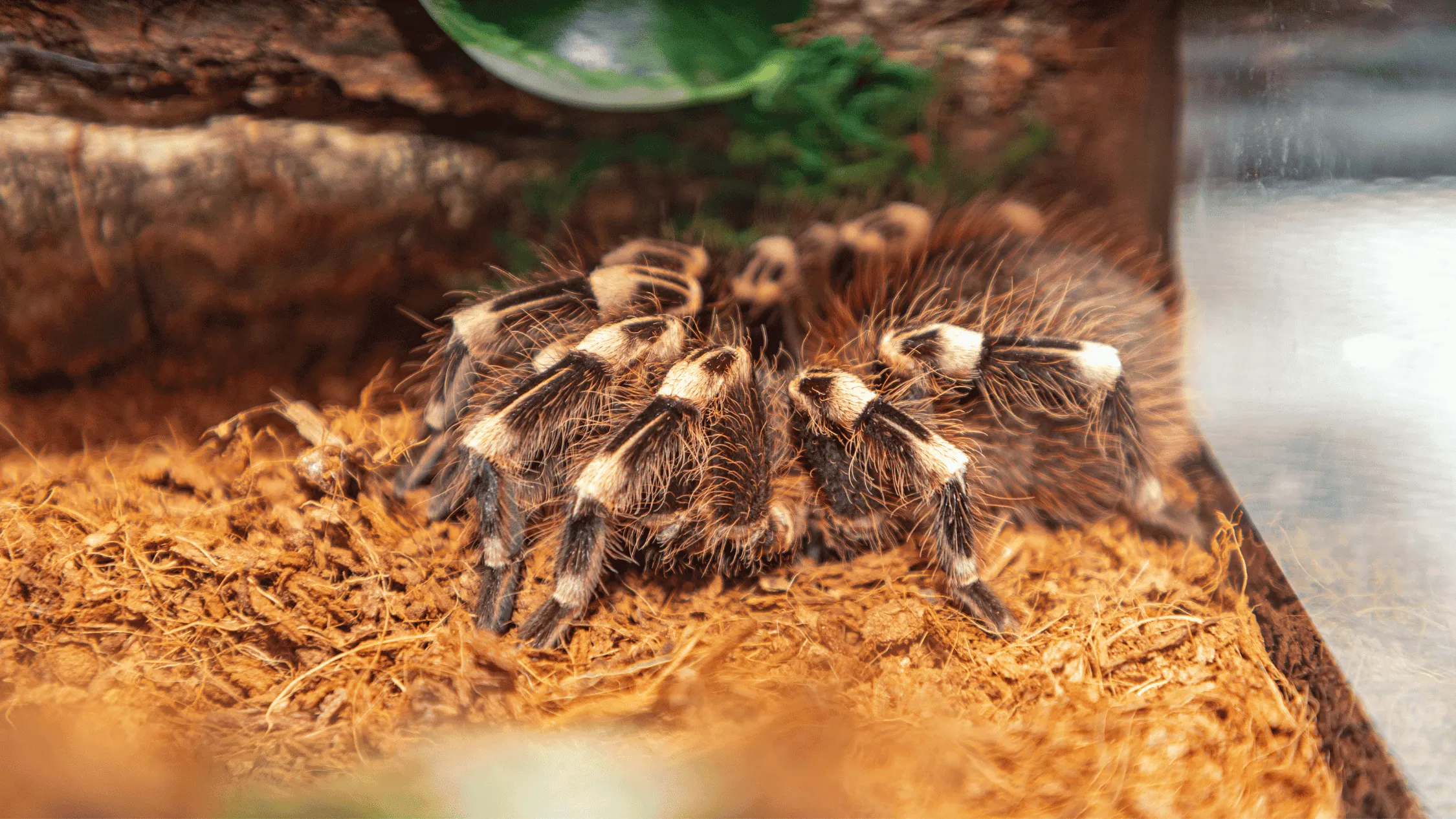 18028 tarantula feeding guide