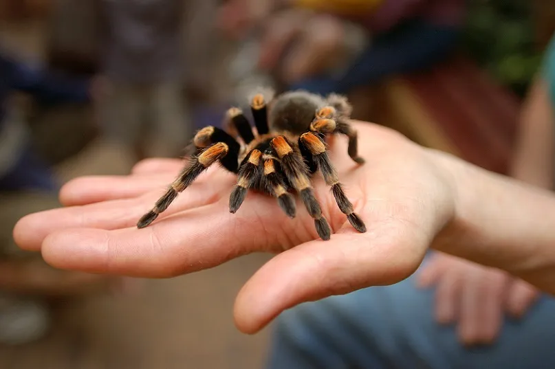 18028 tarantula species research