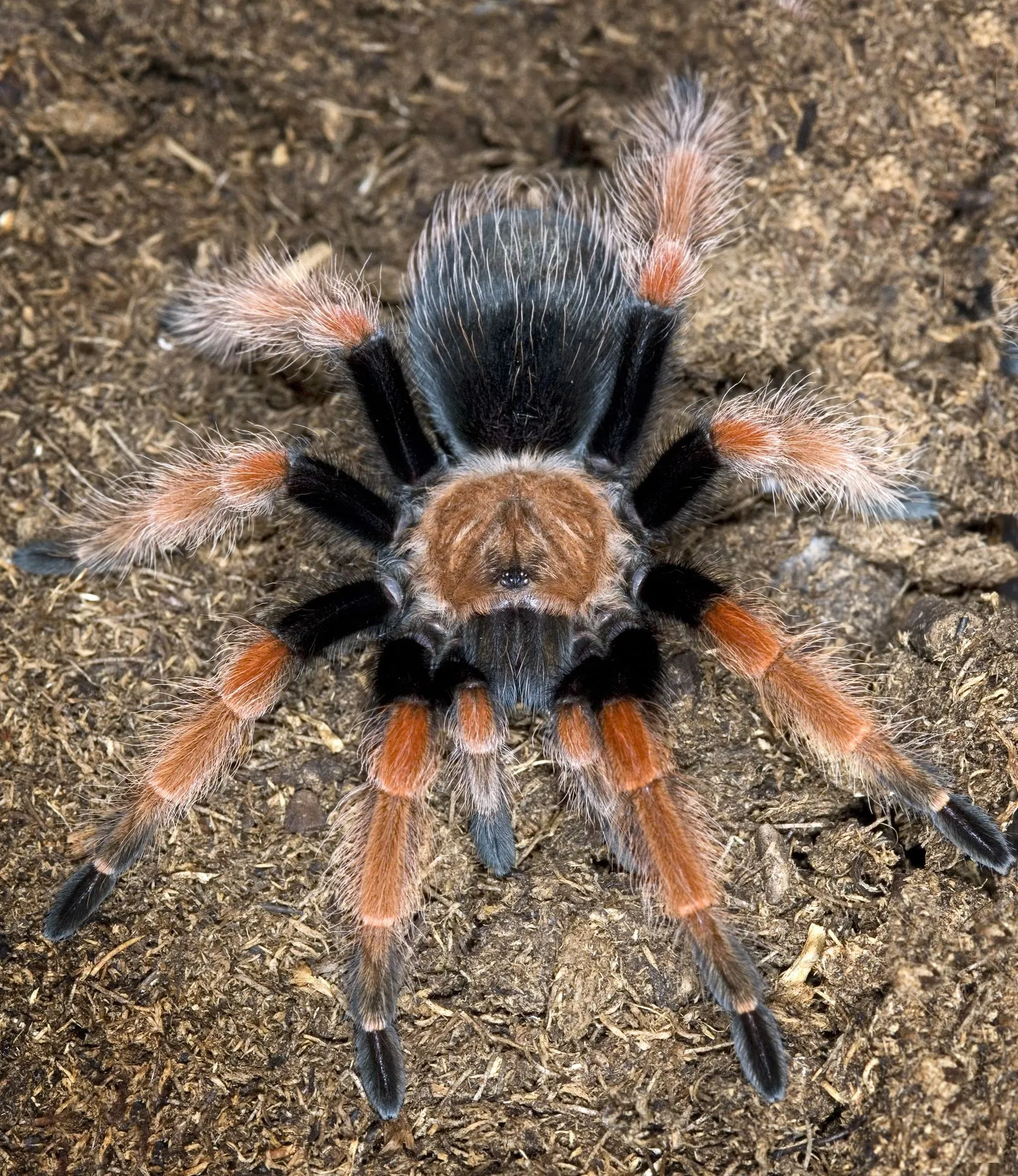 /img/18028-tarantula-tank-cleaning.webp