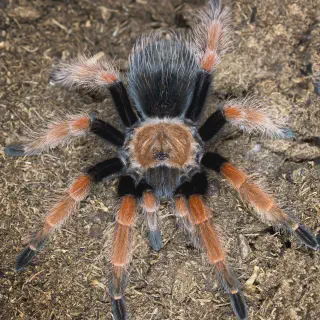 /img/18028-tarantula-tank-cleaning.webp