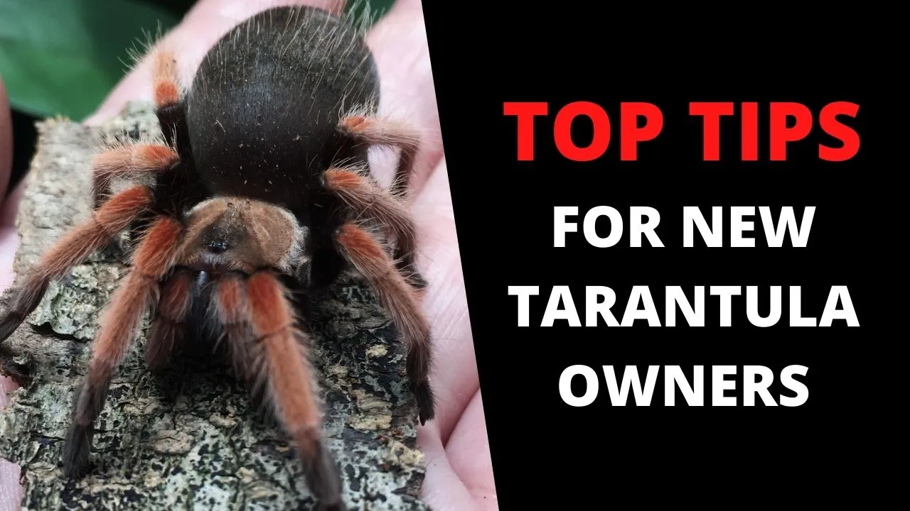 18028 tarantula water dish