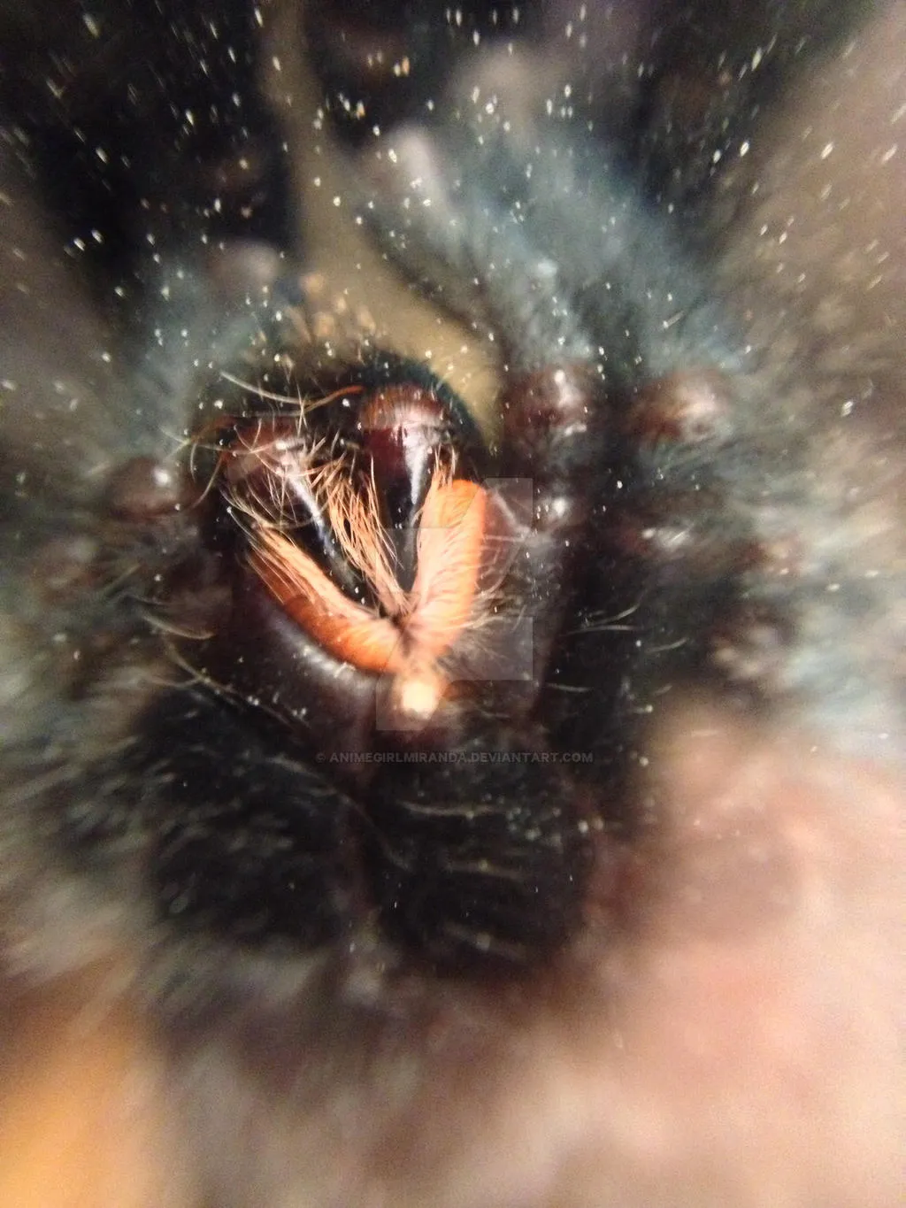 18029 tarantula molting
