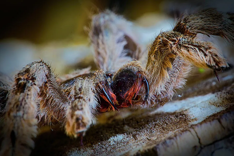/img/18029-tarantula-myths.webp