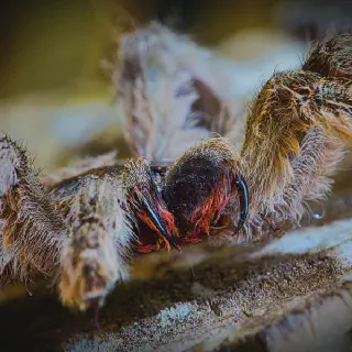 /img/18029-tarantula-myths.webp